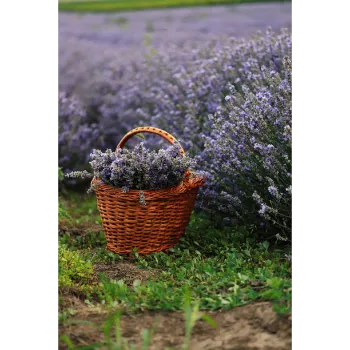 Fresh Lavender Flower